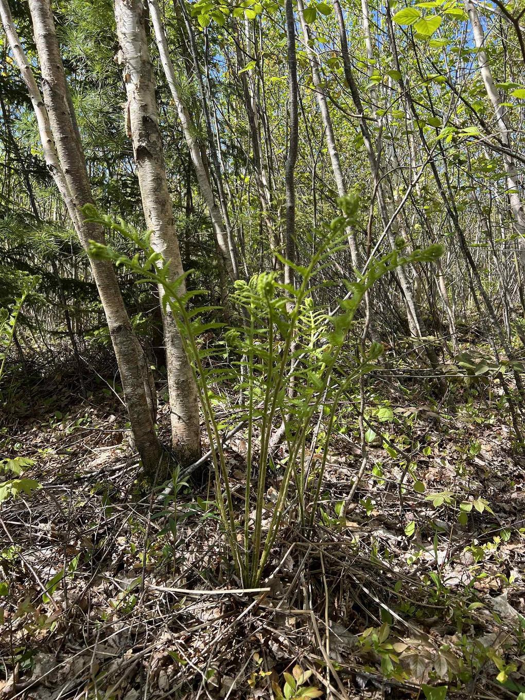 Lot 2A Highway 329, Deep Cove, NS