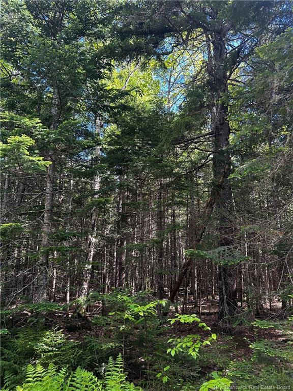 - Rte 10, Kierstead Mountain, NB