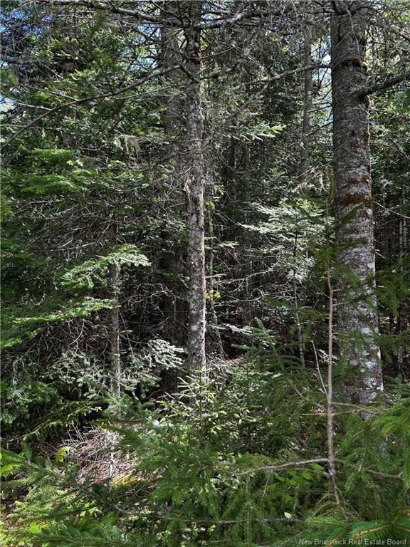 - Rte 10, Kierstead Mountain, NB