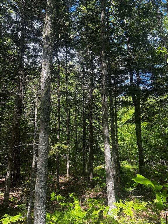 - Rte 10, Kierstead Mountain, NB