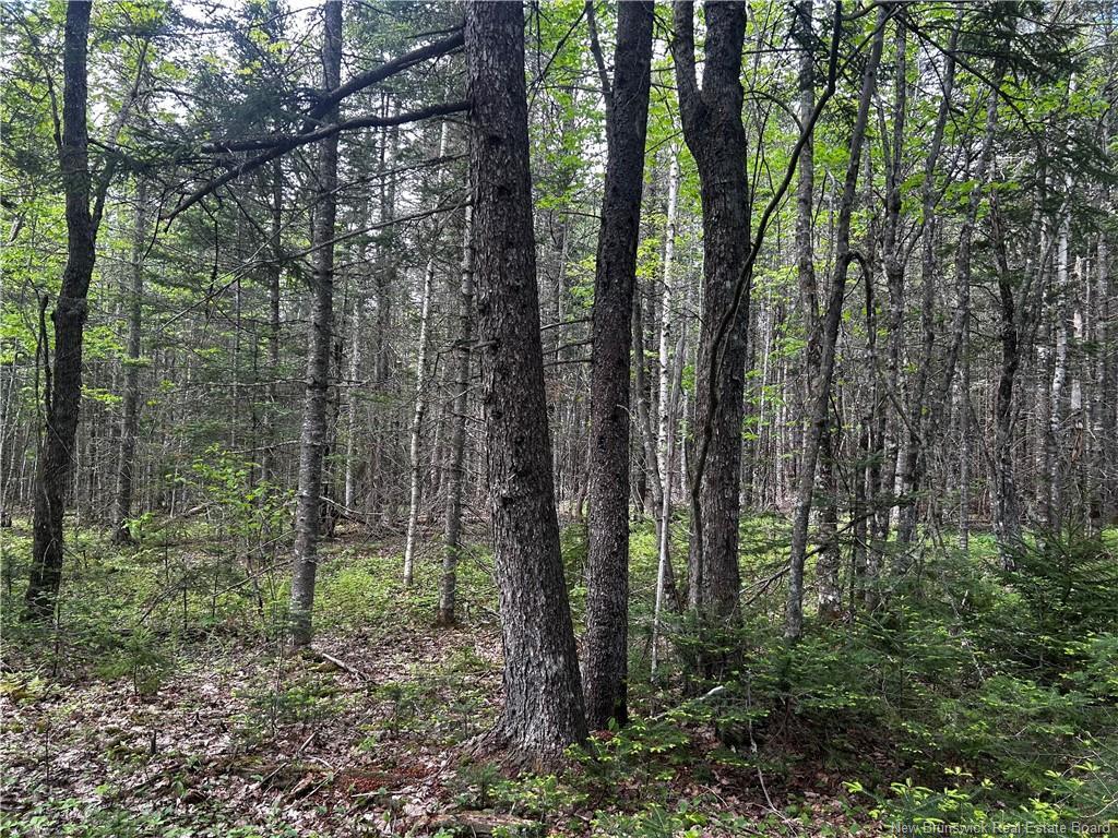 - Rte 10, Kierstead Mountain, NB