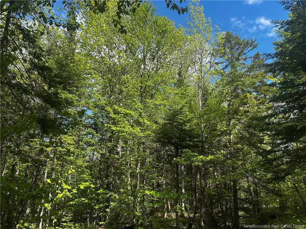 - Rte 10, Kierstead Mountain, NB