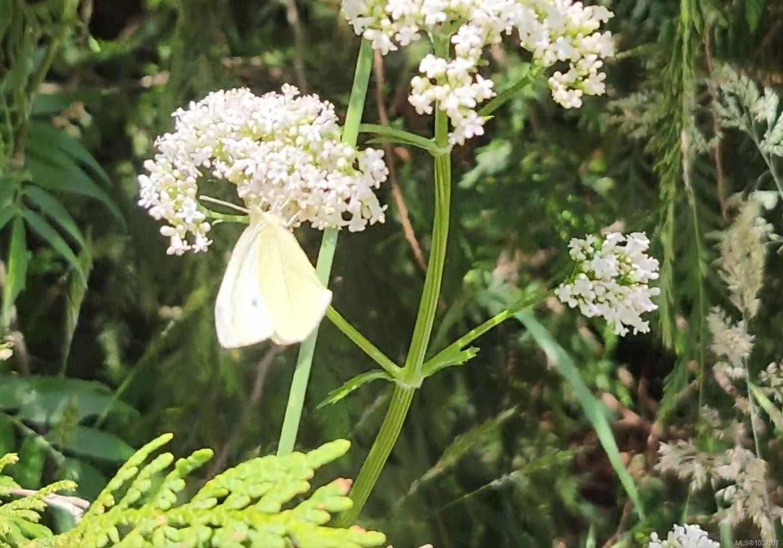 1075 Spider Lake Rd, Qualicum Beach, BC
