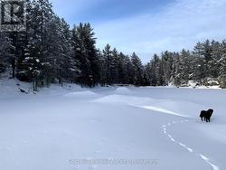 Ponds in the Winter -