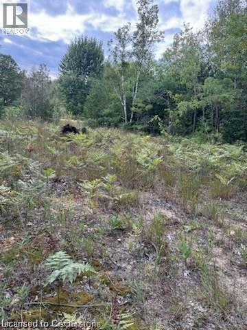 View of wooded area - Pt Lot 7 West Ipperwash Road, Lambton Shores (Munic), ON