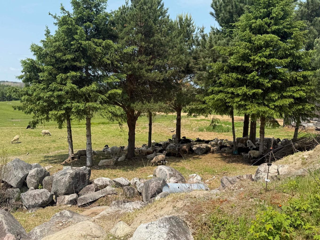 Backyard - 827 Route 391, Rémigny, QC