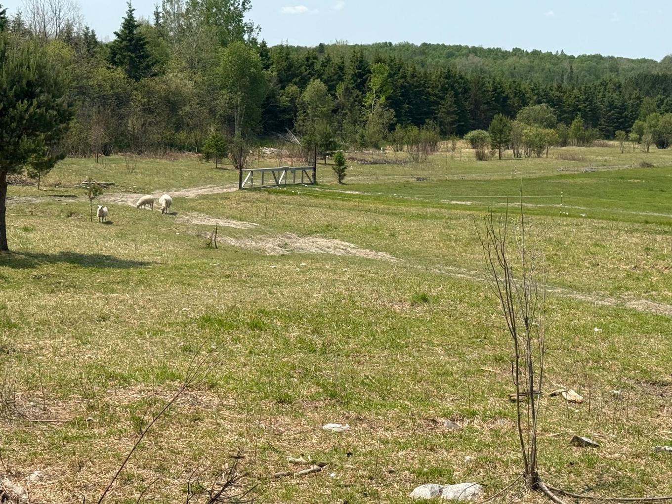 Backyard - 827 Route 391, Rémigny, QC