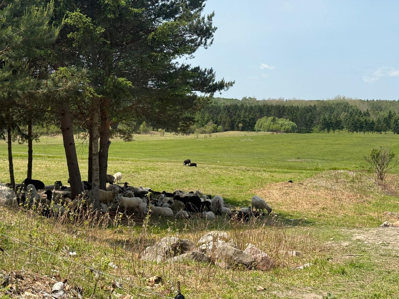 Backyard - 827 Route 391, Rémigny, QC