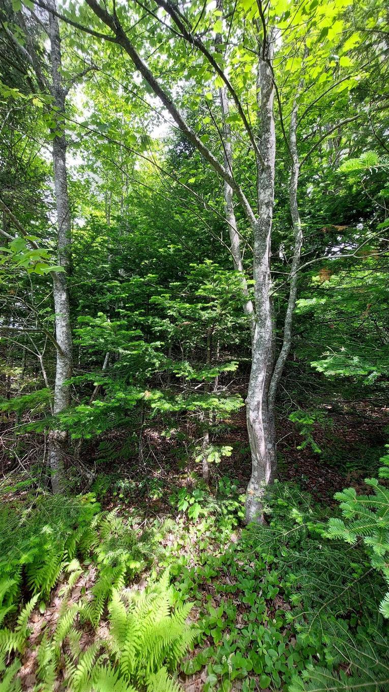 Lot 22 Kopylov Lane, Kempt Road, NS