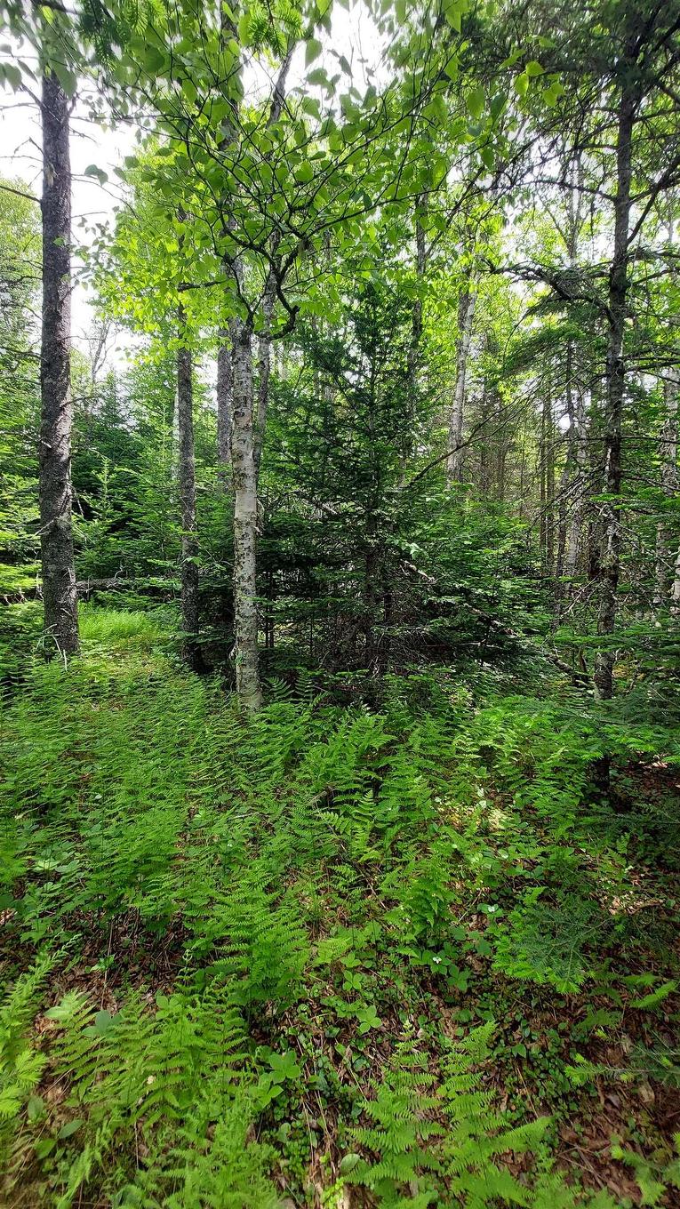 Lot 22 Kopylov Lane, Kempt Road, NS