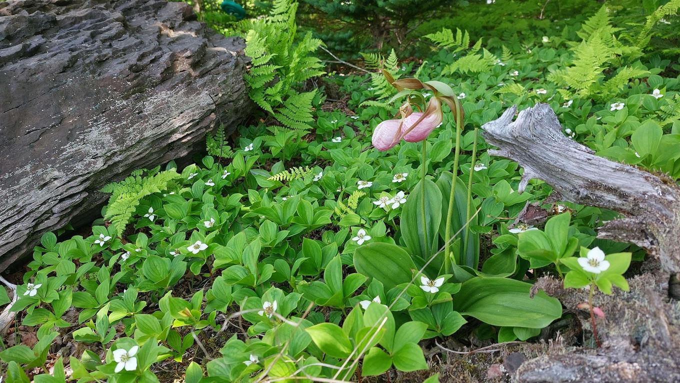 Lot 22 Kopylov Lane, Kempt Road, NS