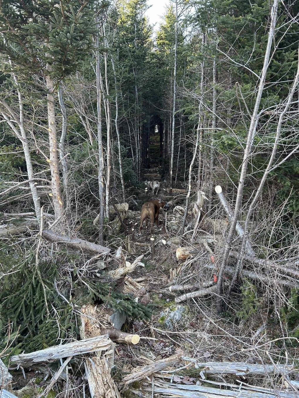 Lot 4-B West Petpeswick Road, Musquodoboit Harbour, NS