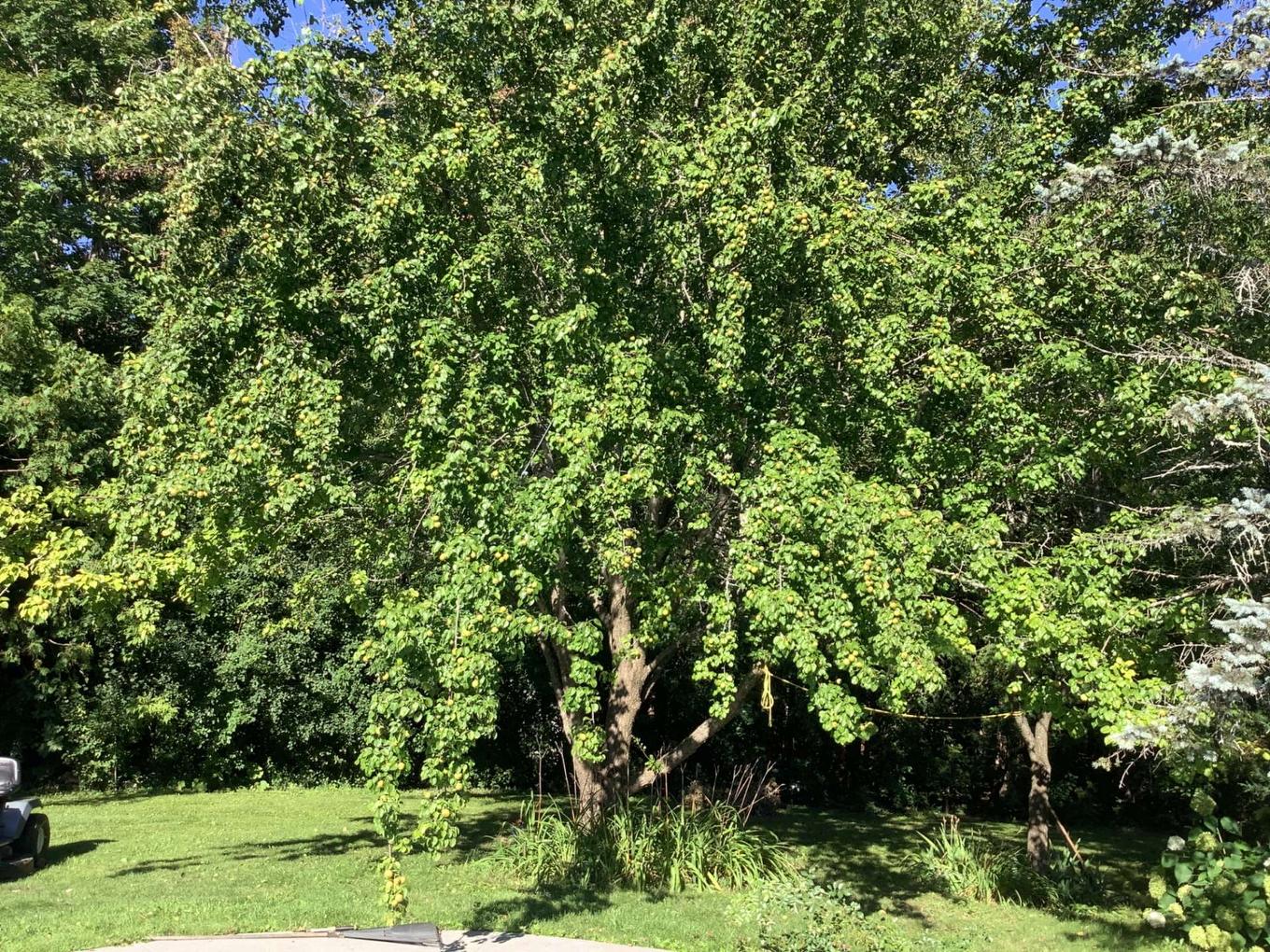 Garden - 767 Ch. Perry, Gatineau (Aylmer), QC - Outdoor