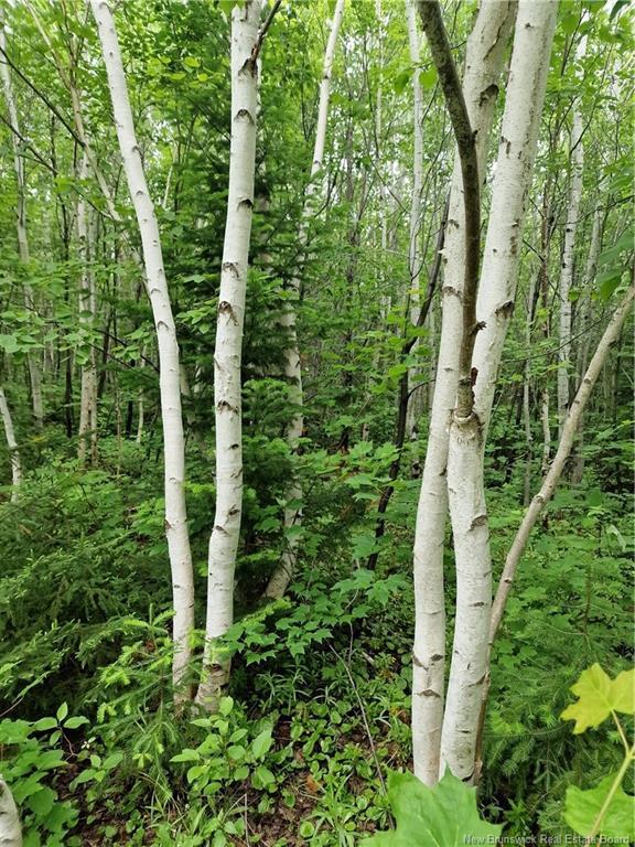 50.3 Acres Centenaire St, Lorne, NB