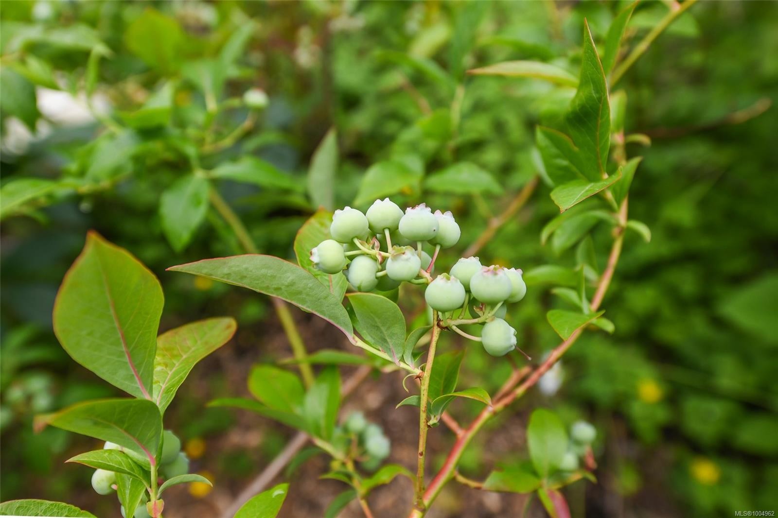 8732 Paulsen Rd, Black Creek, BC