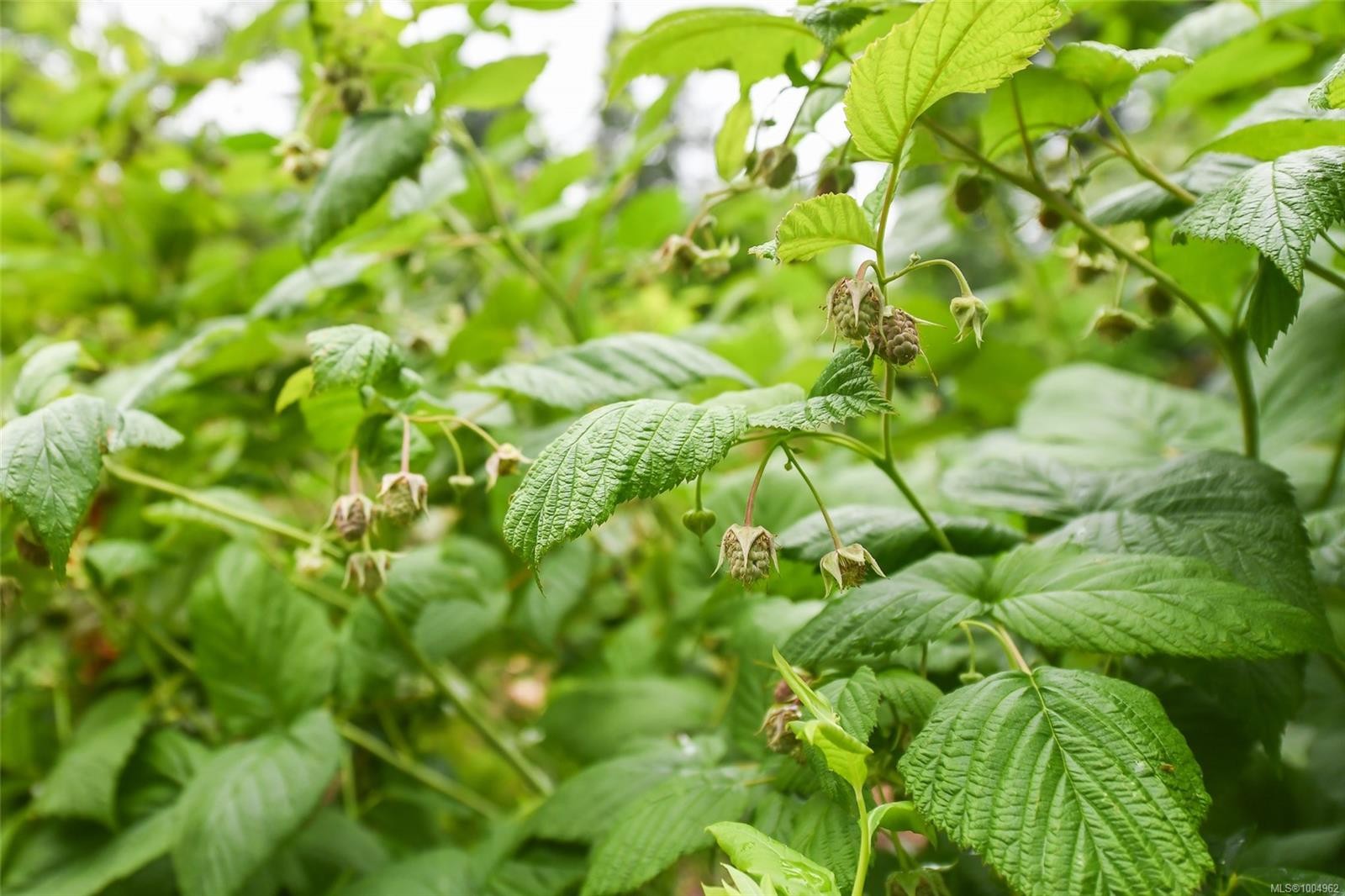 8732 Paulsen Rd, Black Creek, BC