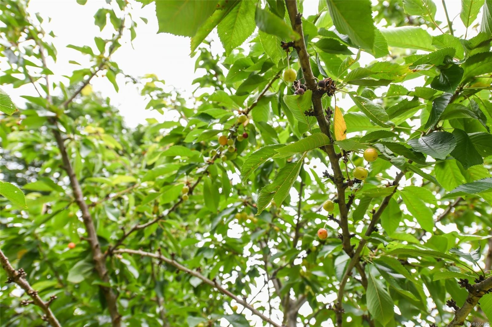 8732 Paulsen Rd, Black Creek, BC