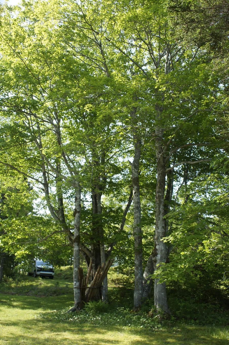 4031 Loch Lomond Road, Loch Lomond, NS