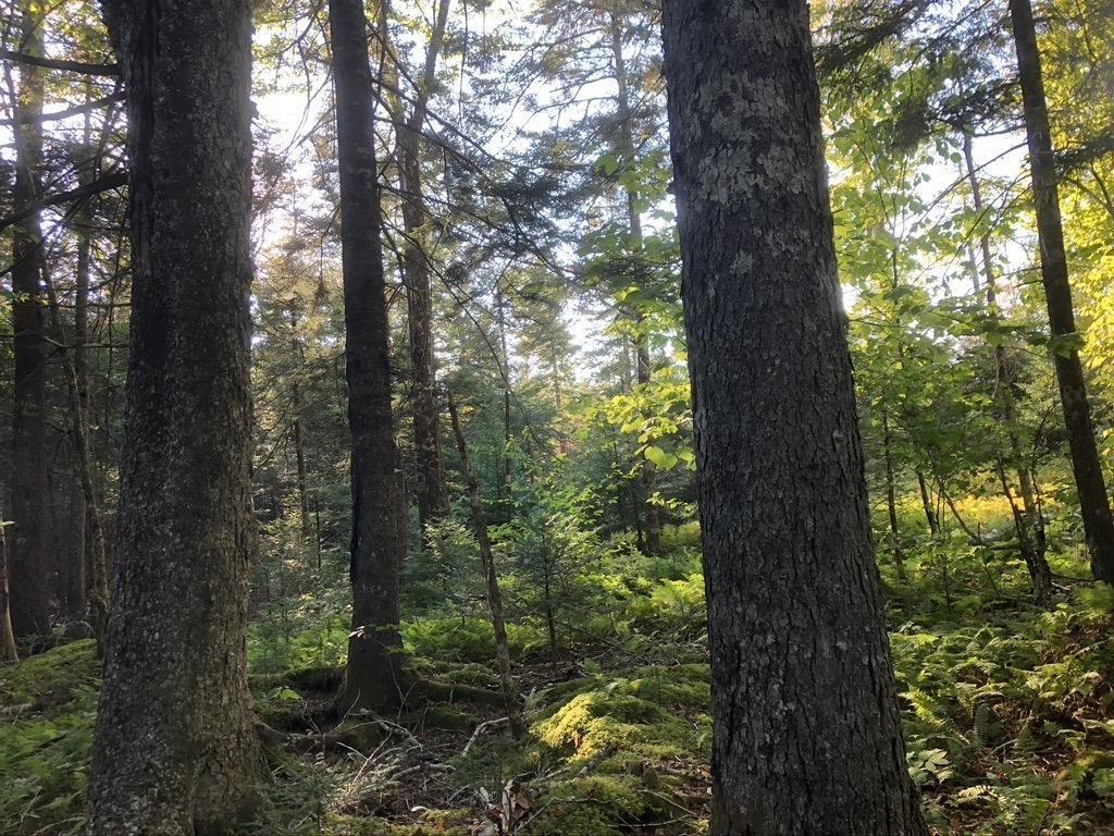 Acreage No 101 Highway, Ardoise, NS