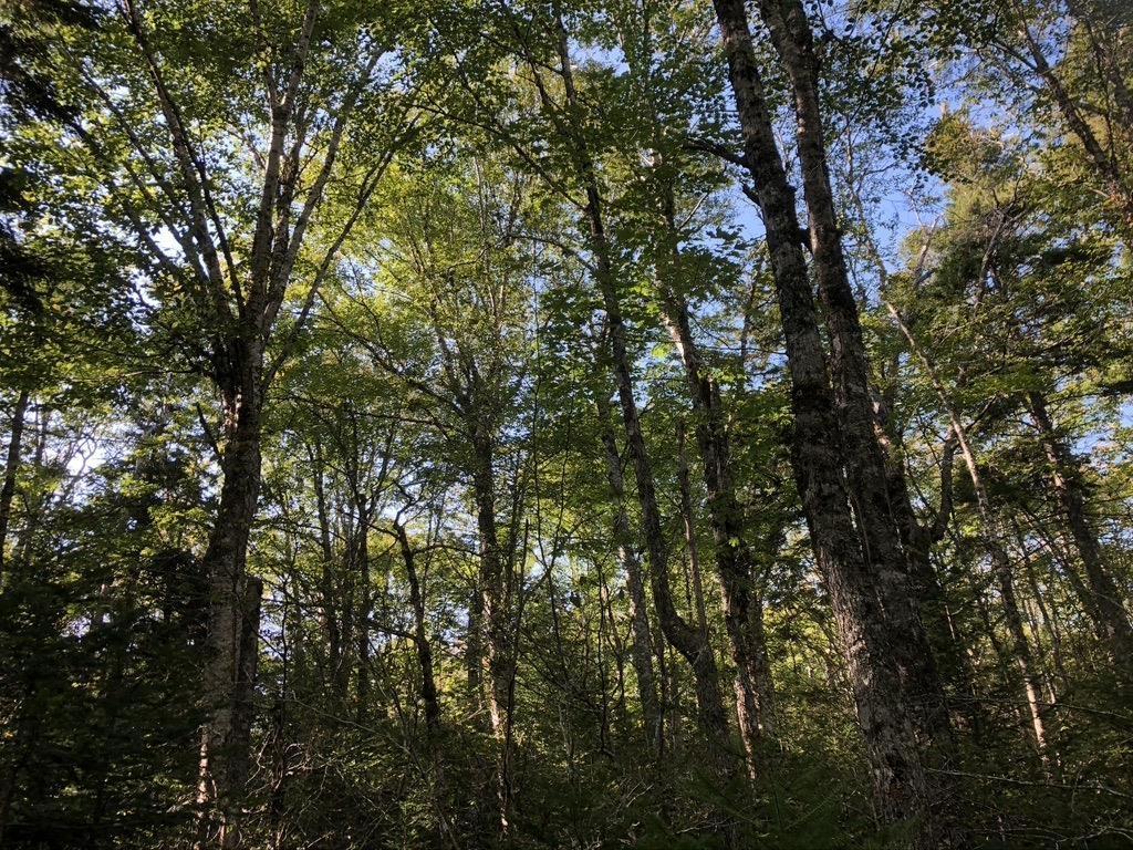 Acreage No 101 Highway, Ardoise, NS