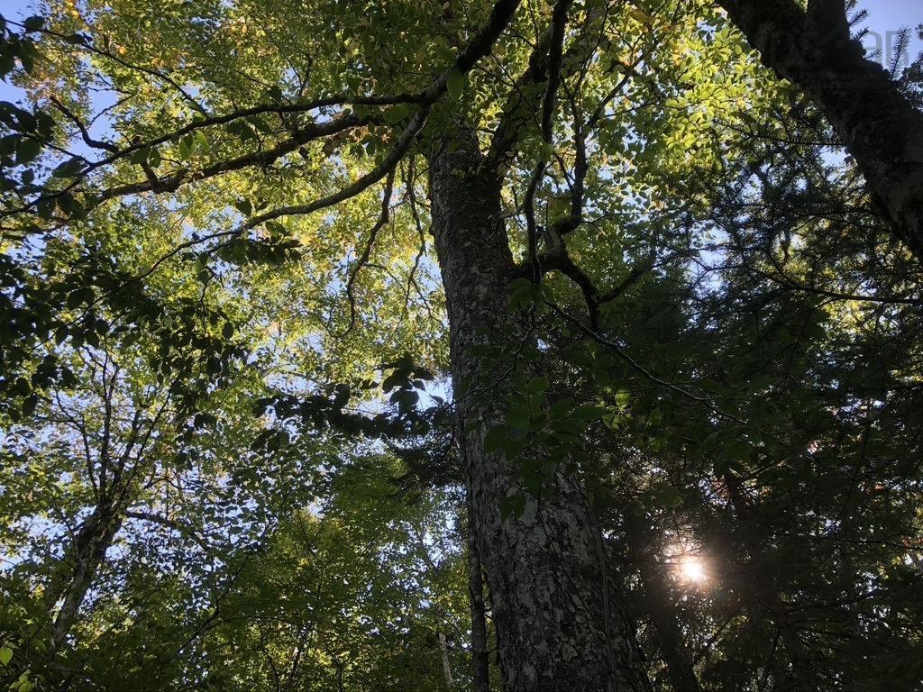 Acreage No 101 Highway, Ardoise, NS