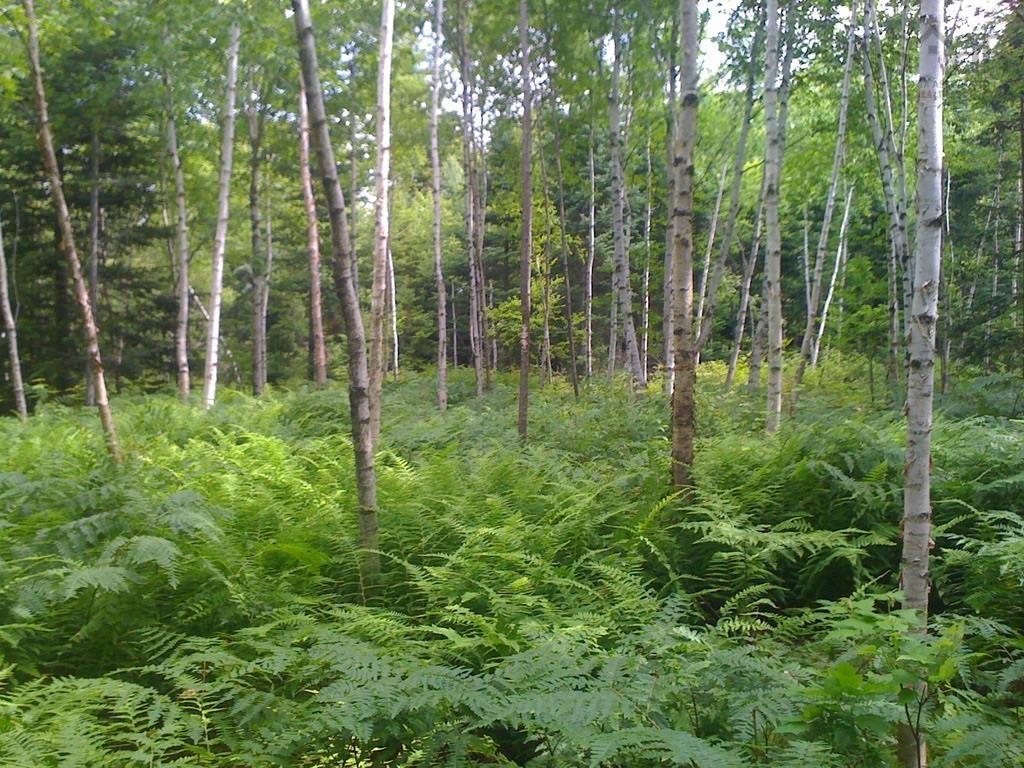 Acreage No 101 Highway, Ardoise, NS