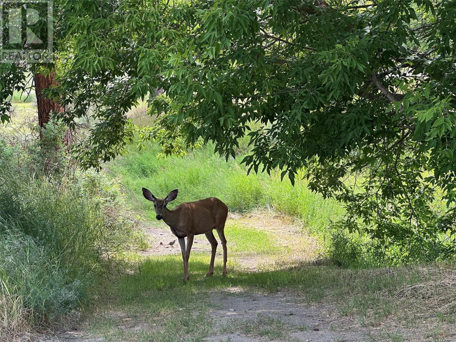 1348 Cedar Street, Okanagan Falls, BC - Outdoor