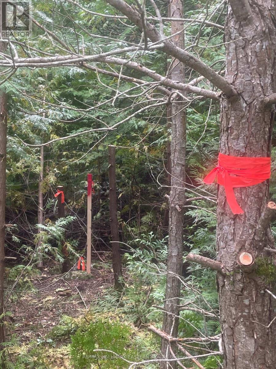 00 Adams-Cummings Road, Trent Lakes, ON