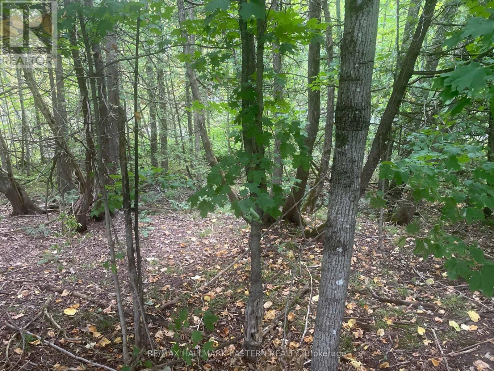 00 Adams-Cummings Road, Trent Lakes, ON