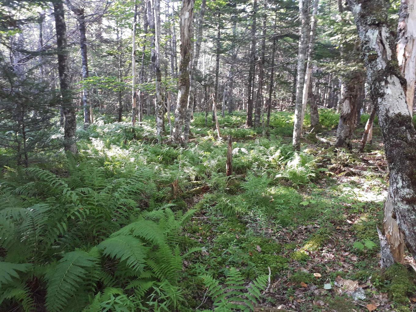 Lot 1A Birch Crescent, Cape George Estates, NS