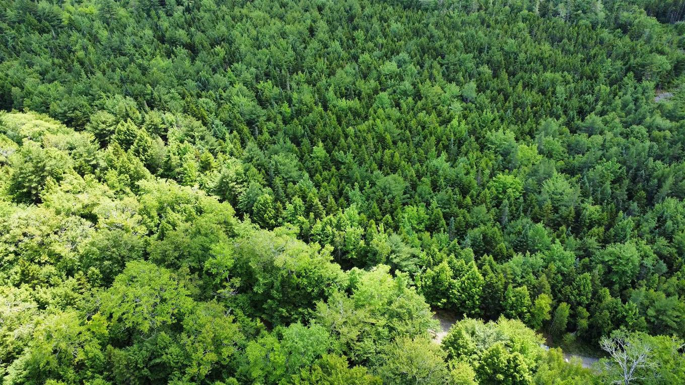 Lot 103 Arenburg Road, Buckfield, NS