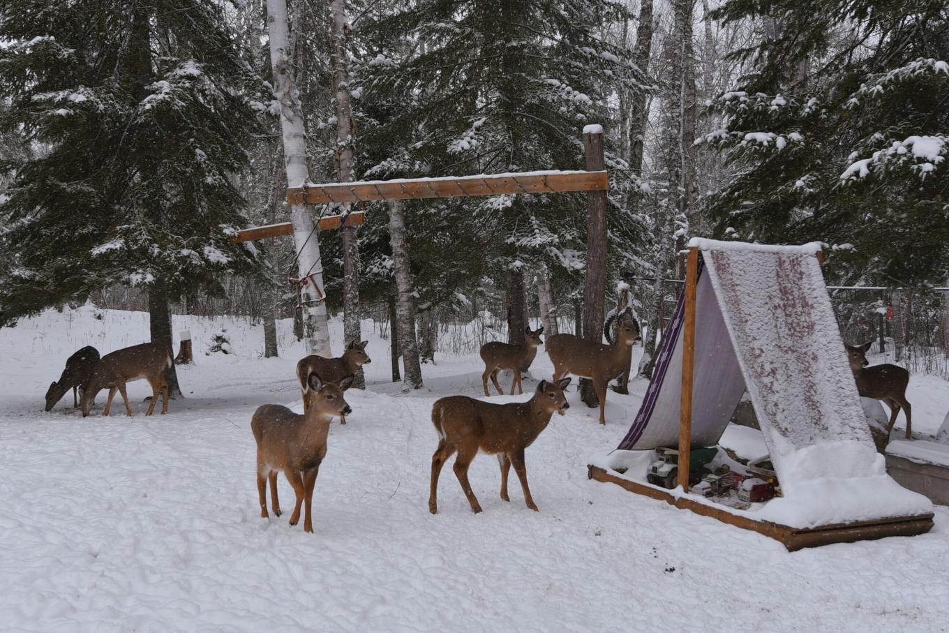 Backyard - 40 Ch. Des Érables, Saint-Michel-Des-Saints, QC - Outdoor