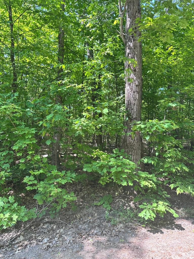 Pt Lot 6 Con 10 Monmouth Madill Road, Highlands East, ON