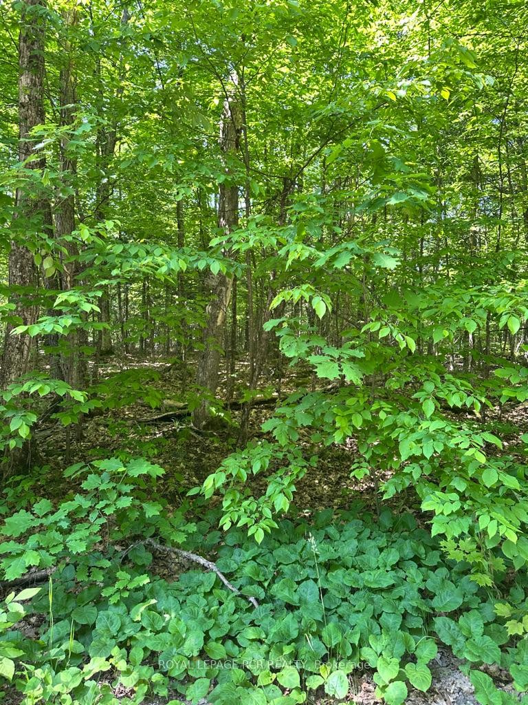 Pt Lot 6 Con 10 Monmouth Madill Road, Highlands East, ON