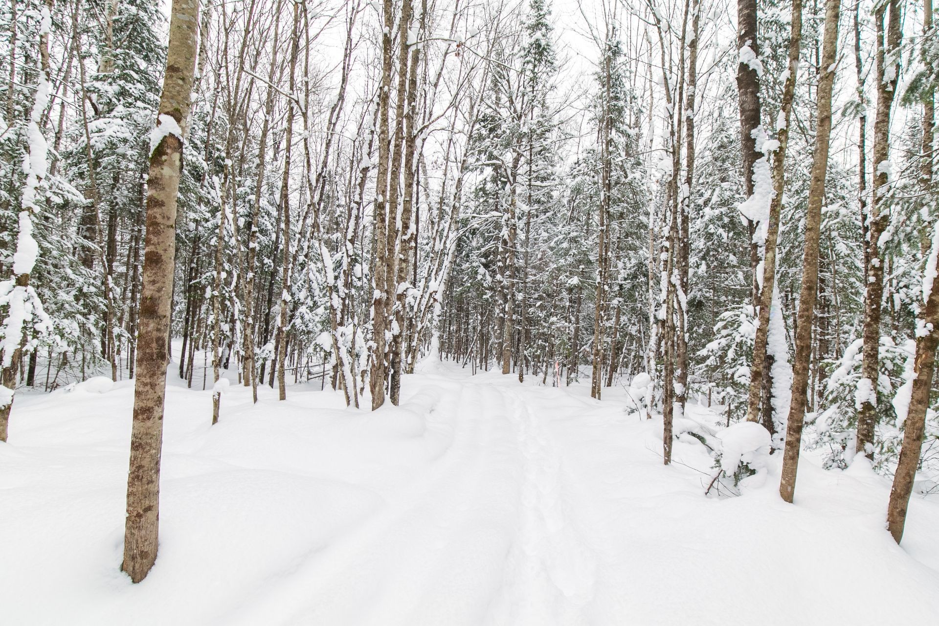Terre/Terrain - Ch. Olivier-Paradis, Labelle, QC