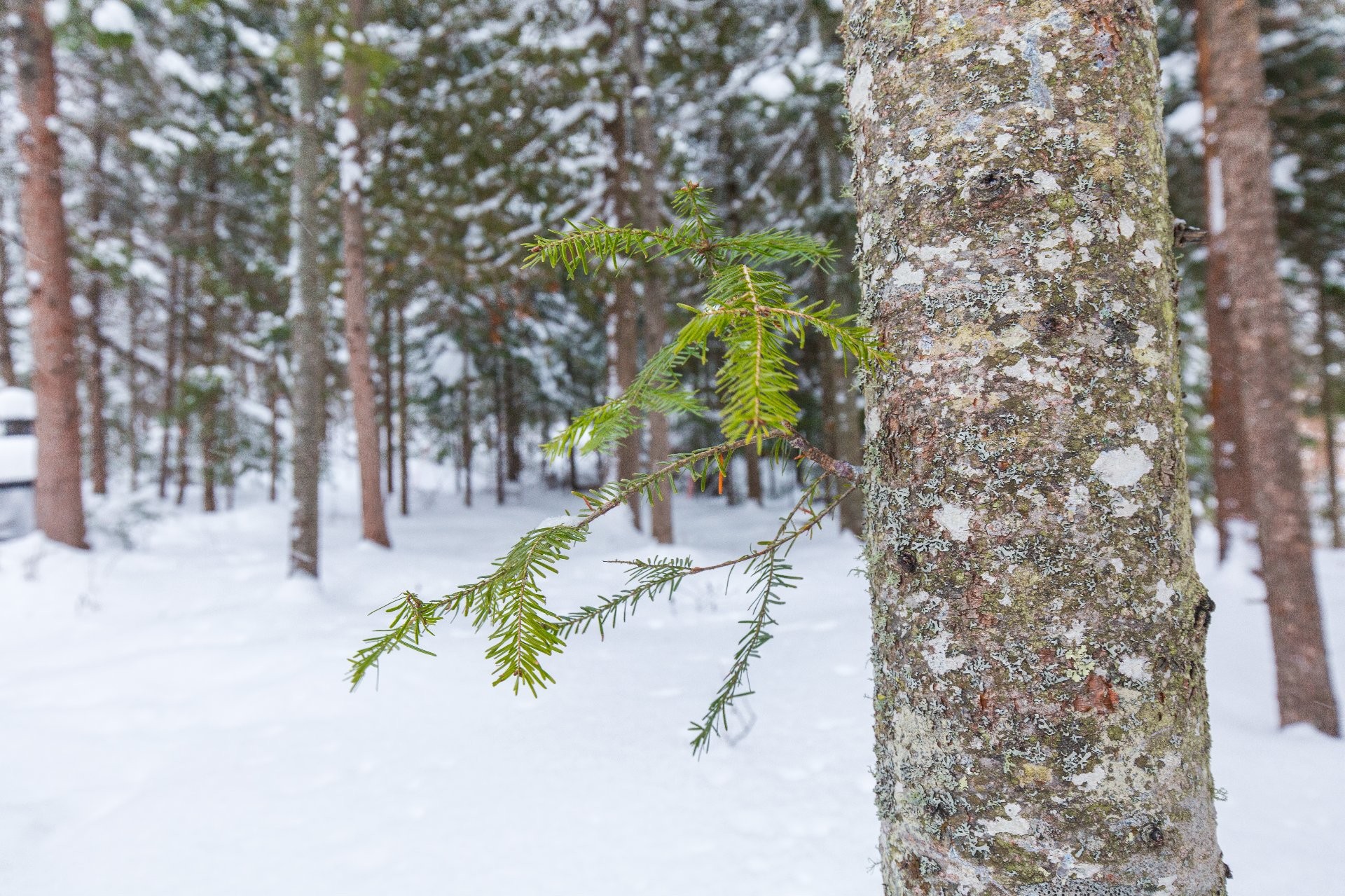 Terre/Terrain - Ch. Olivier-Paradis, Labelle, QC