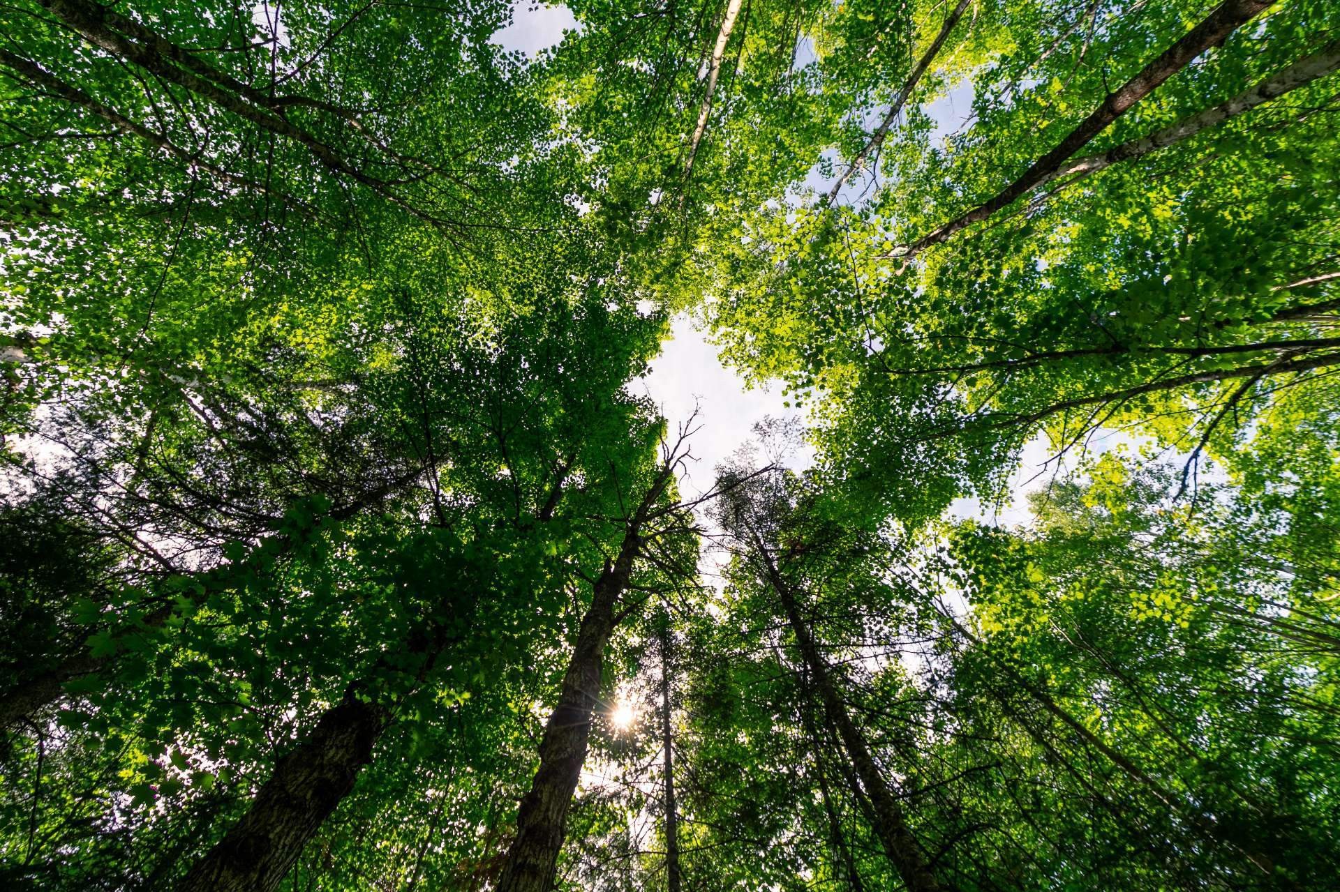 Boisé - Ch. Olivier-Paradis, Labelle, QC