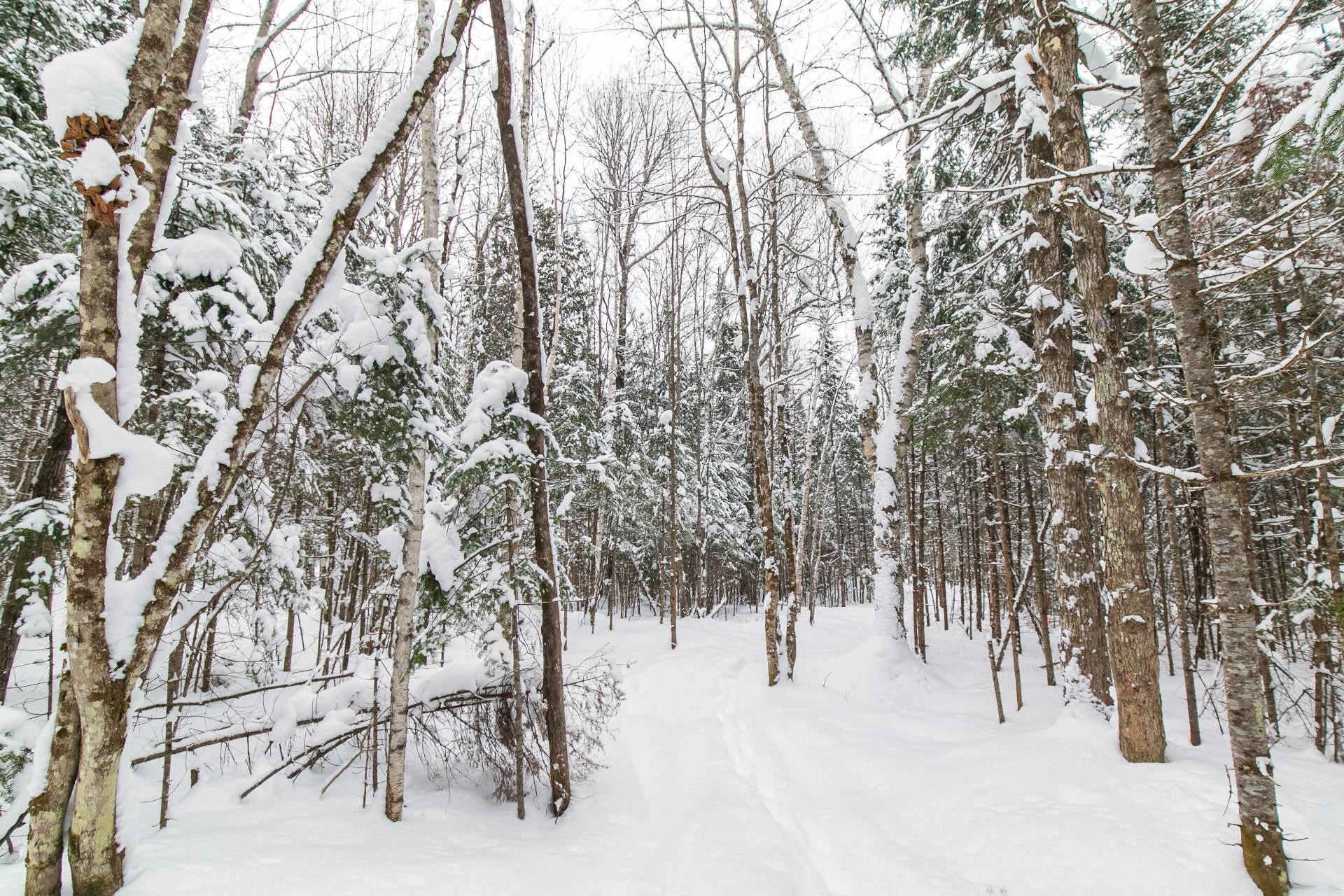 Terre/Terrain - Ch. Olivier-Paradis, Labelle, QC