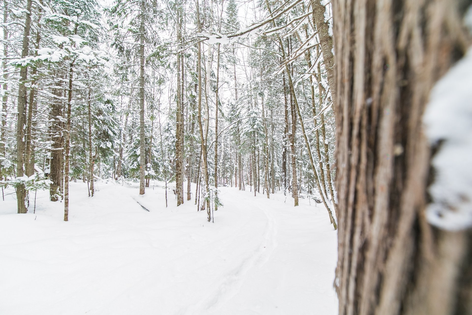 Terre/Terrain - Ch. Olivier-Paradis, Labelle, QC