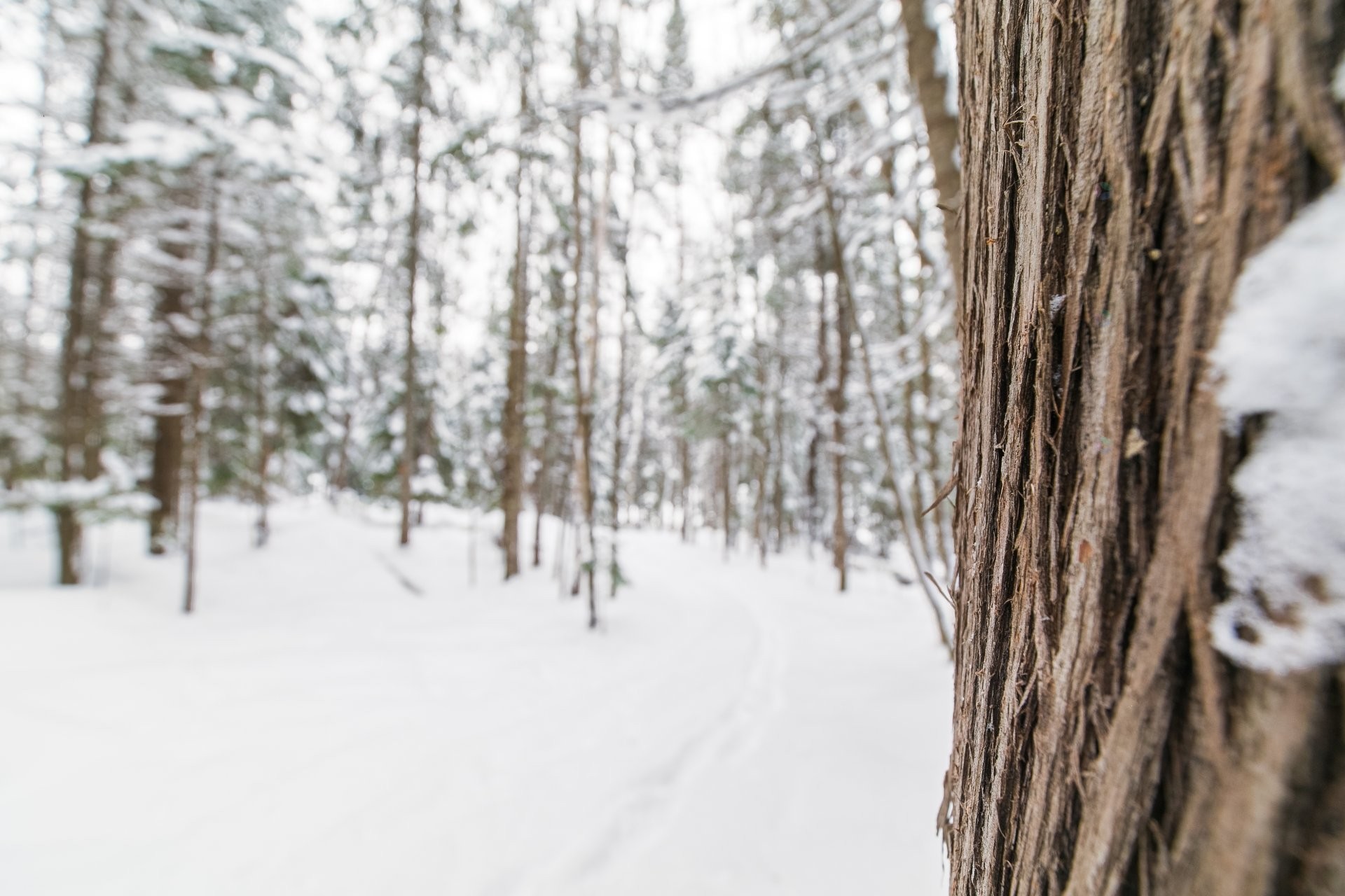 Terre/Terrain - Ch. Olivier-Paradis, Labelle, QC