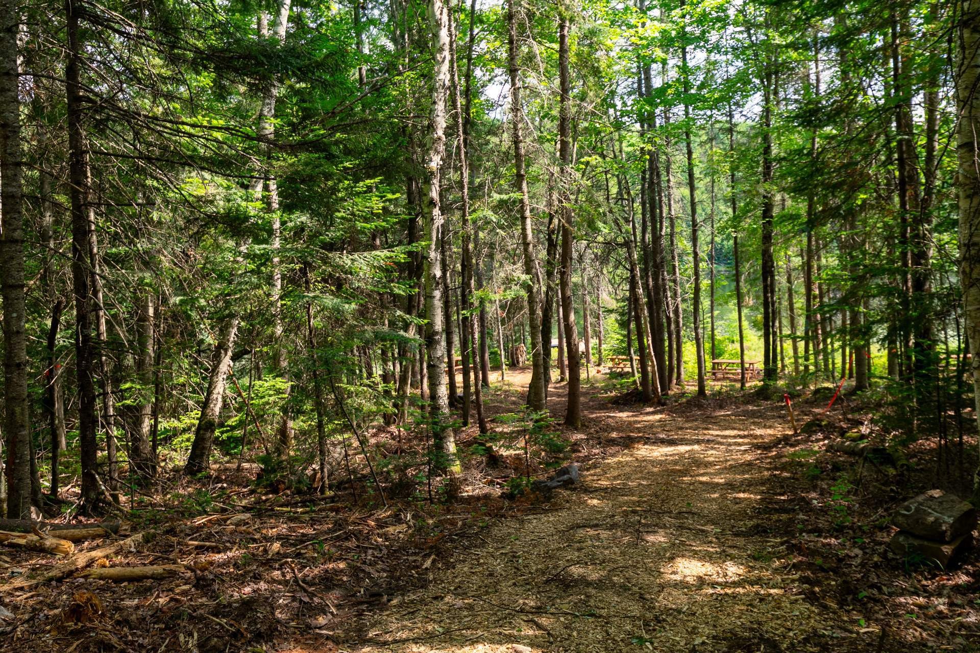 Boisé - Ch. Olivier-Paradis, Labelle, QC