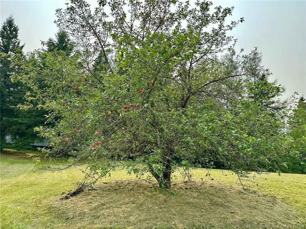 124 Francoeur Hill Rd, New Denmark, NB