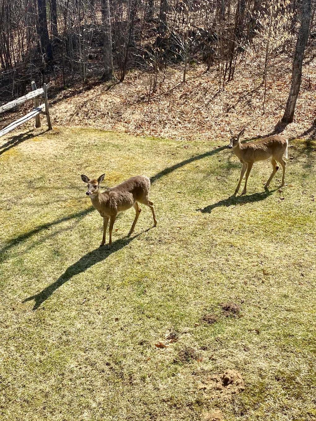 Garden - 2A-280 Rue Du Mont-Plaisant, Mont-Tremblant, QC - Outdoor