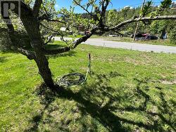 fruit trees -