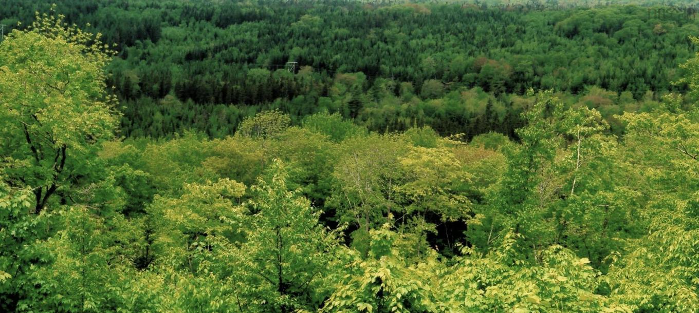 Lots 2 & 3 Big Brook Road, Big Brook, NS