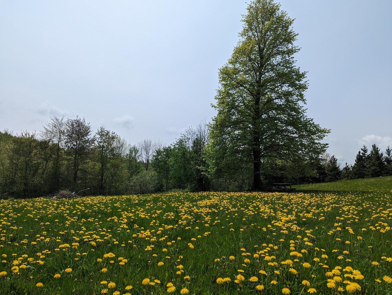 Land/Lot - 661 Ch. Bunker, Magog, QC - Outdoor