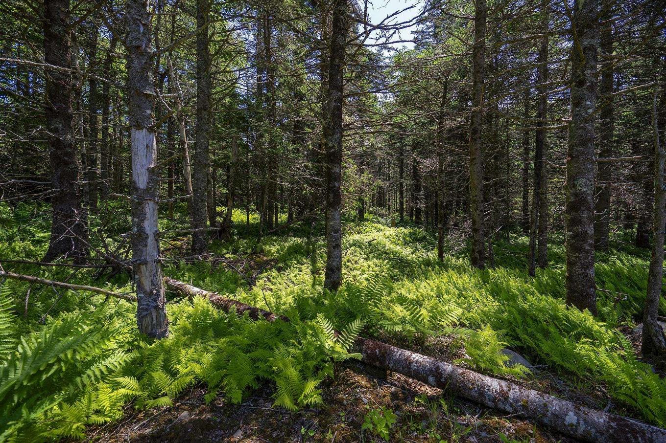 14 Killiam Forest Road, Ireton, NS