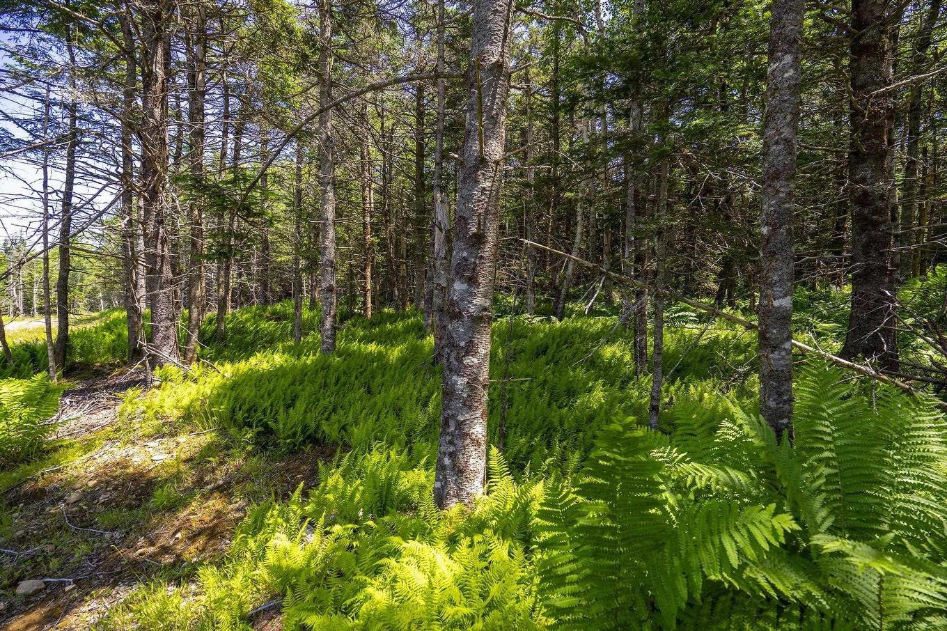 14 Killiam Forest Road, Ireton, NS