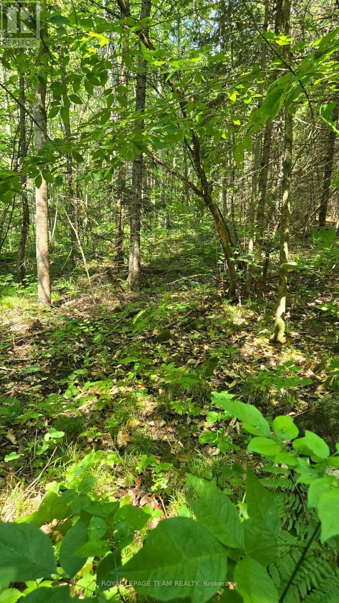 Property markings at south end of driveway/path - 00 Highway 41 Highway, Bonnechere Valley, ON