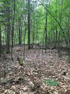 Ch. du Lac-de-l'Écluse Val-Des-Monts, QC J8N 1E1